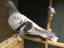 My Pigeons